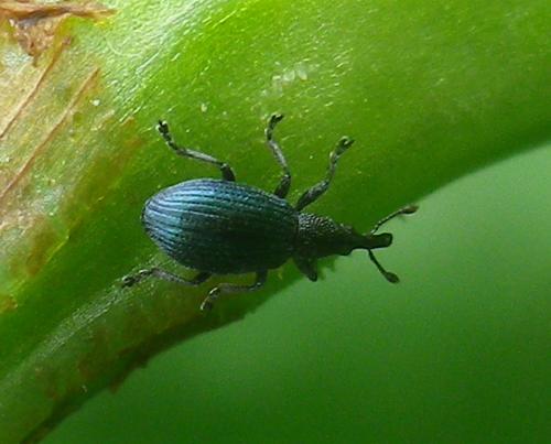 Réf. 231 811 : Perapion violaceum